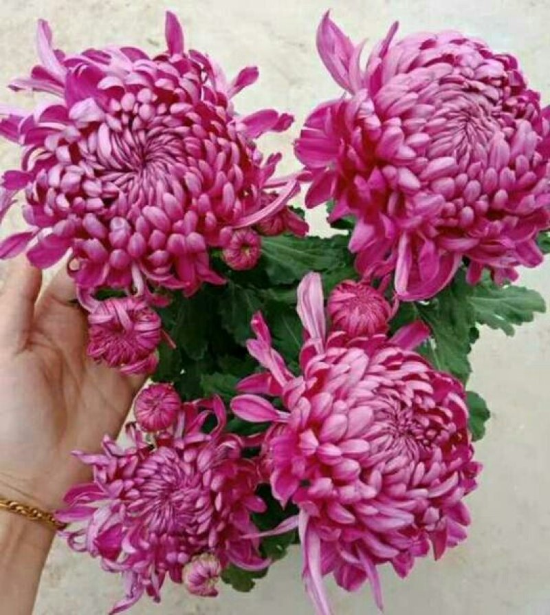 菊花苗盆栽菊花苗四季菊花地在大苗基地直销
