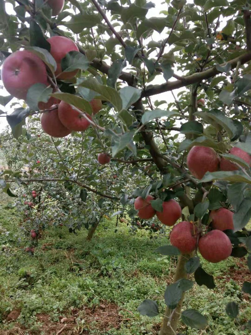 汉源高山糖心苹果