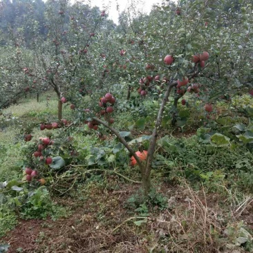 汉源高山糖心苹果