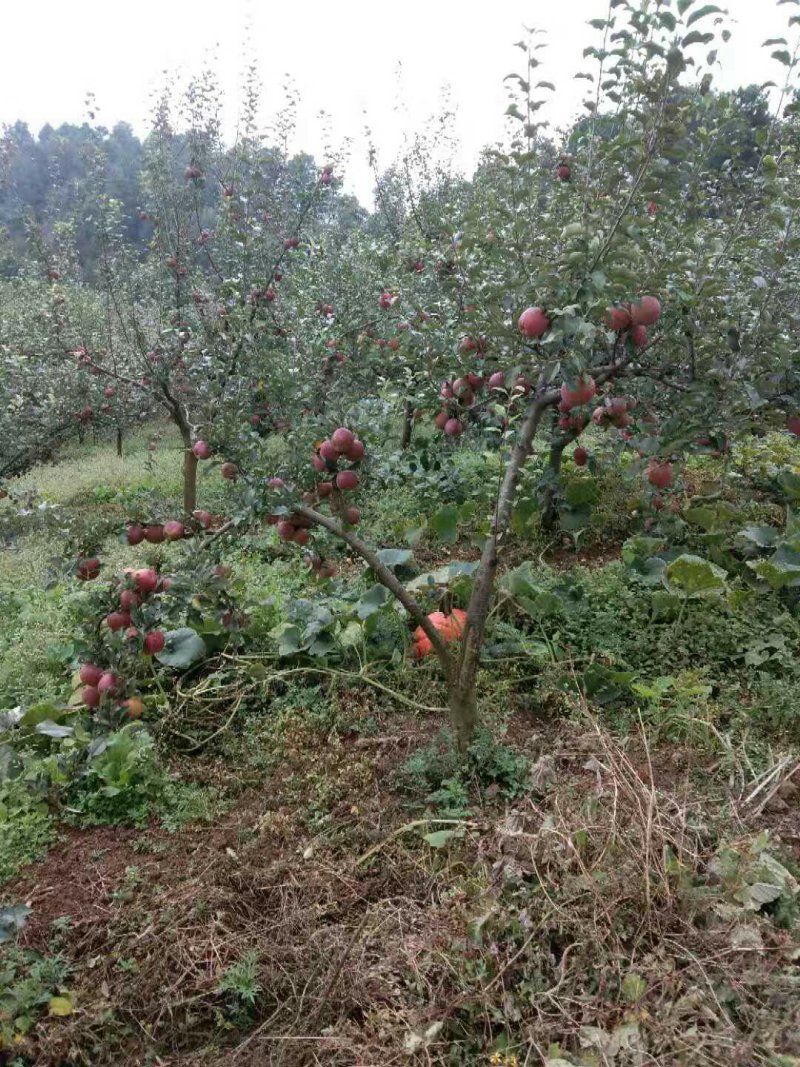 汉源高山糖心苹果