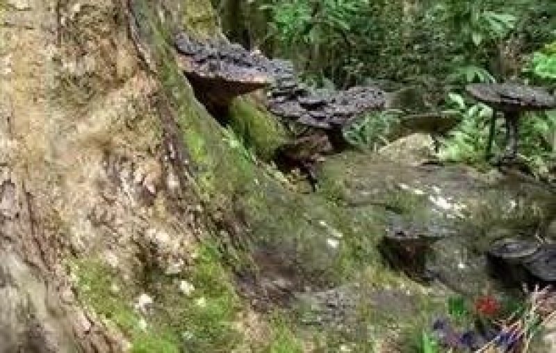 野生灵芝