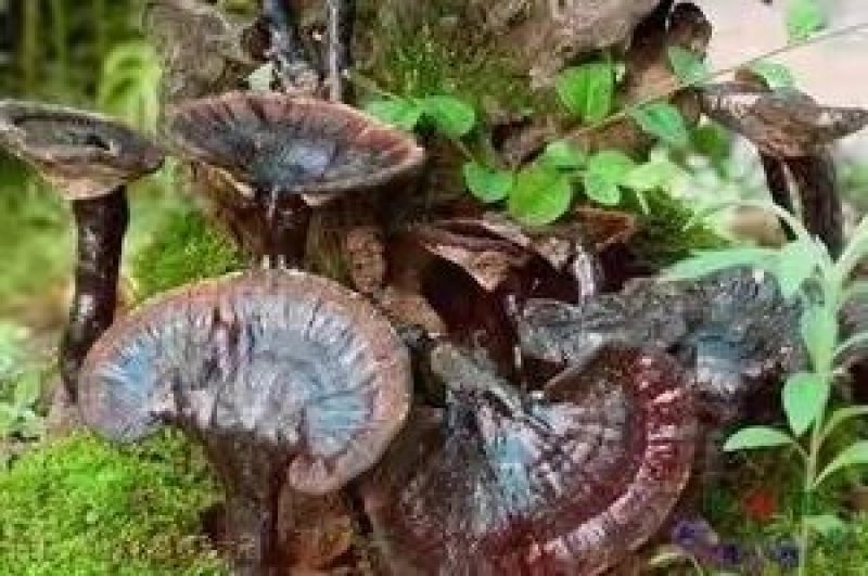 野生灵芝