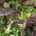 野生灵芝