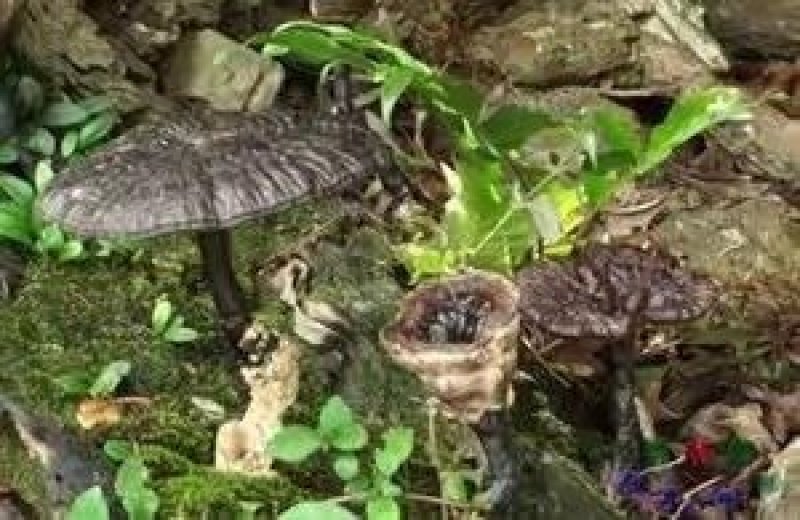 野生灵芝