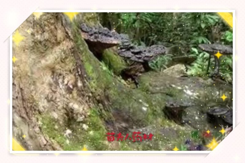 野生灵芝