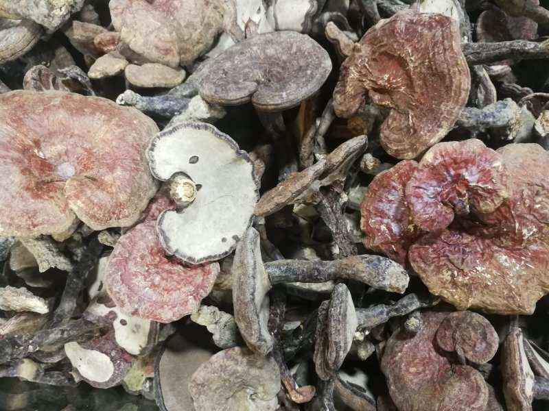 野生灵芝