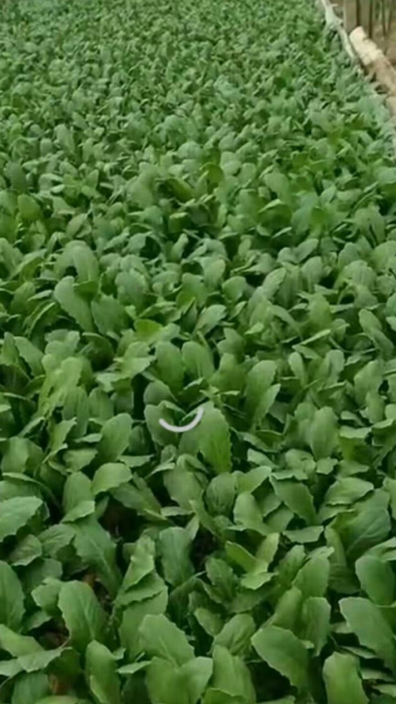 油麦菜苗（一年四季可以种抗抽抬）