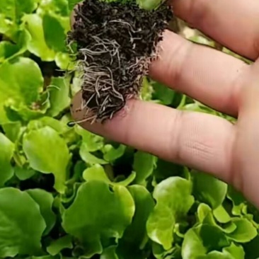 意大利（抗高温抗寒抗抽抬）