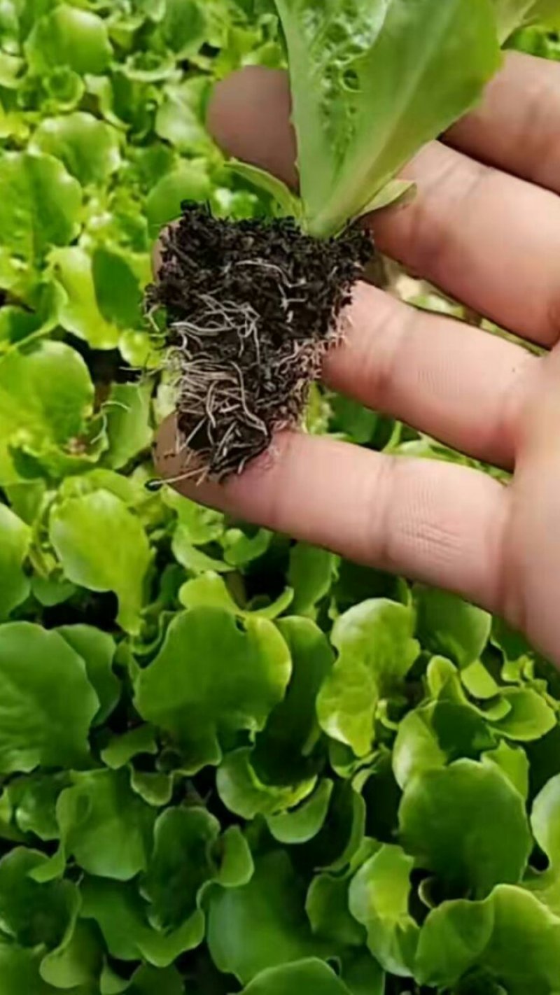 意大利（抗高温抗寒抗抽抬）