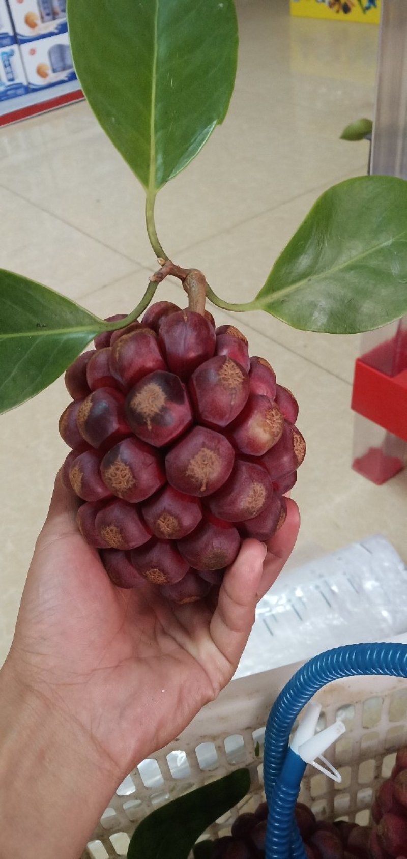 黑老虎布福娜果营养价值特别高果肉鲜美