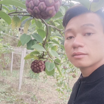 黑老虎布福娜果营养价值特别高果肉鲜美