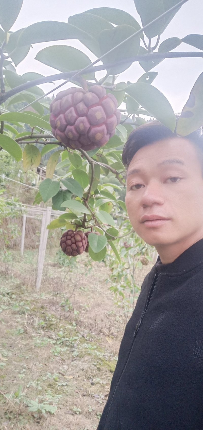 黑老虎布福娜果营养价值特别高果肉鲜美