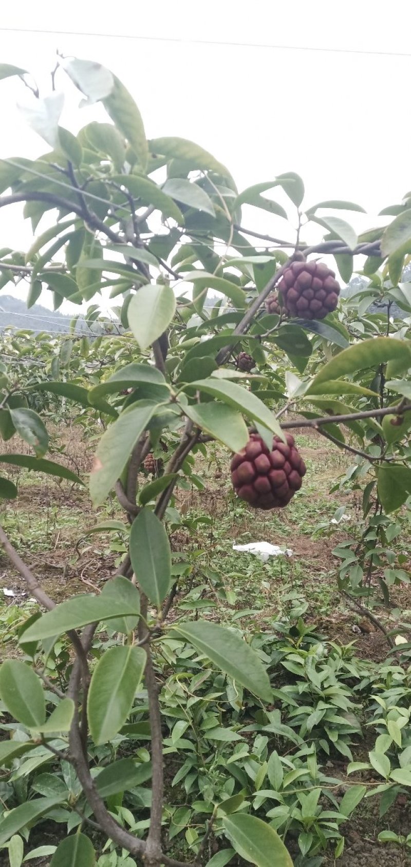黑老虎布福娜果营养价值特别高果肉鲜美