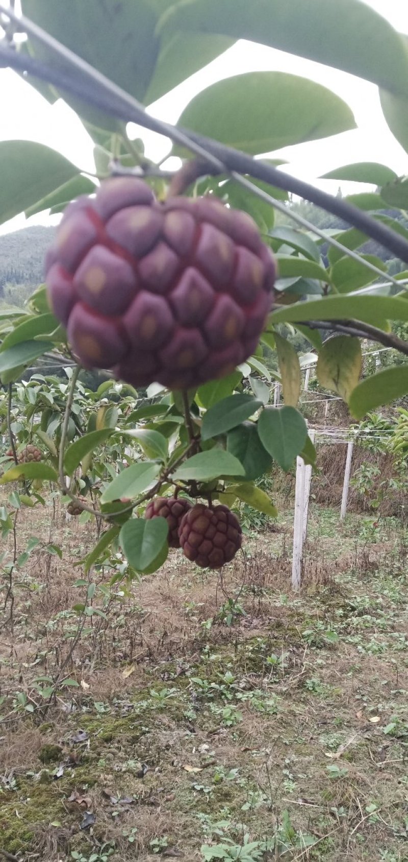 黑老虎布福娜果营养价值特别高果肉鲜美