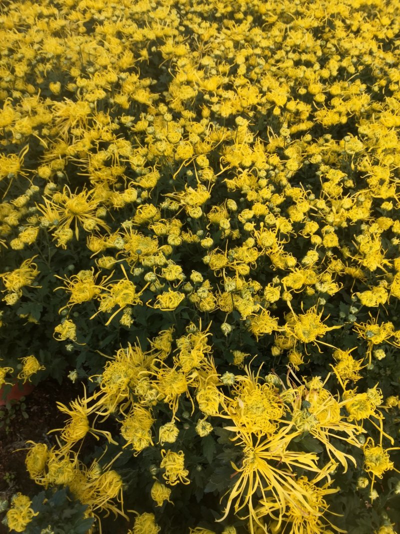 菊花