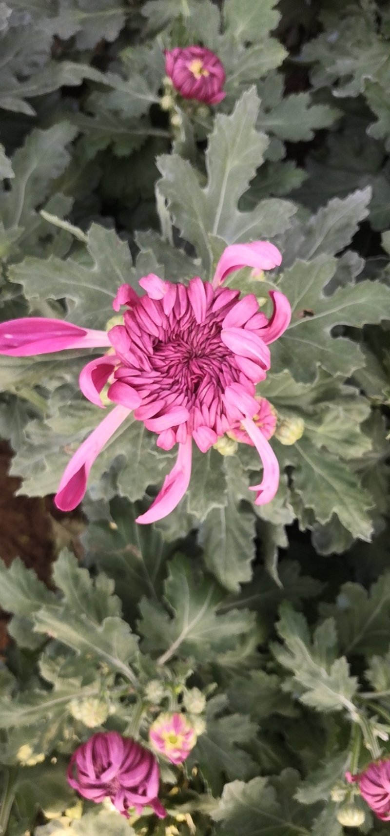菊花