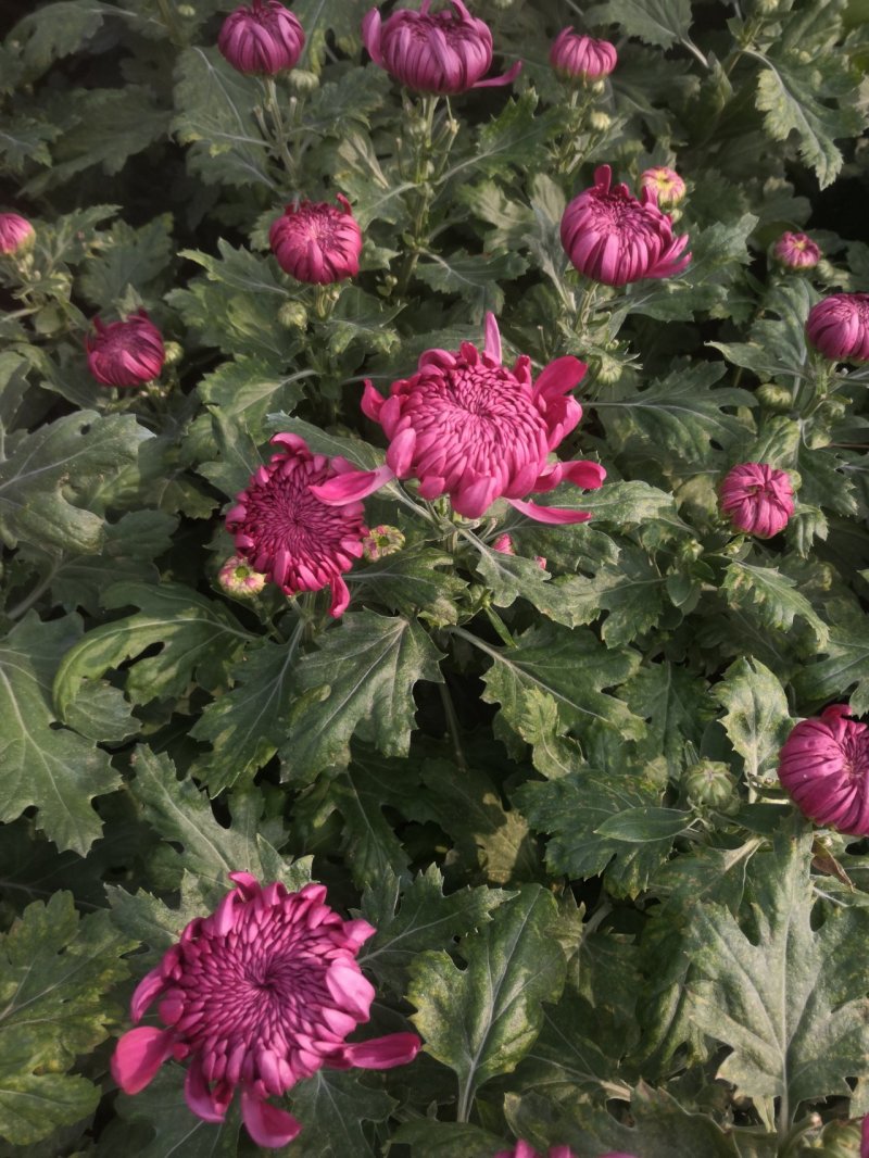 菊花
