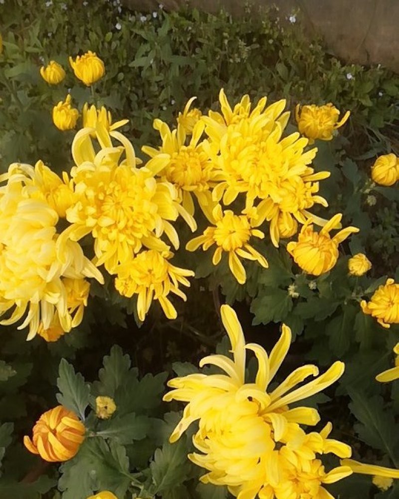 菊花