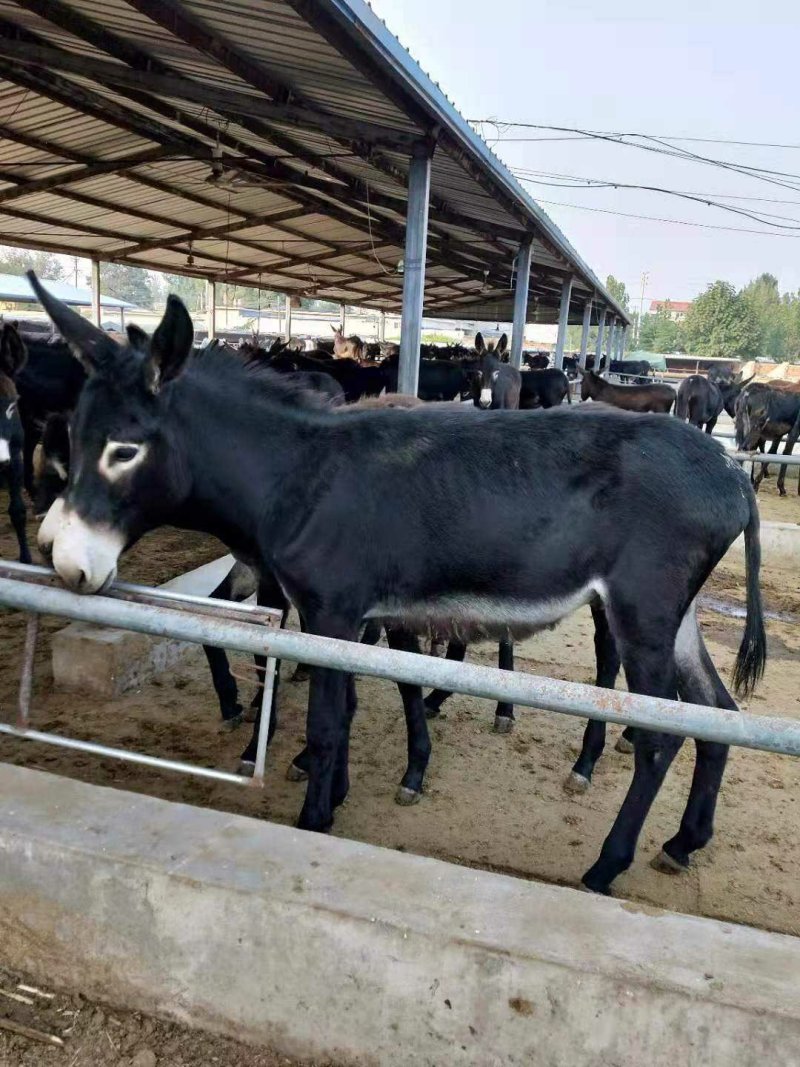 肉驴驴苗大量现货全国发货