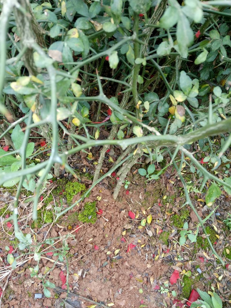 积壳苗地径0.5-以上，枳壳小苗大量批发包邮