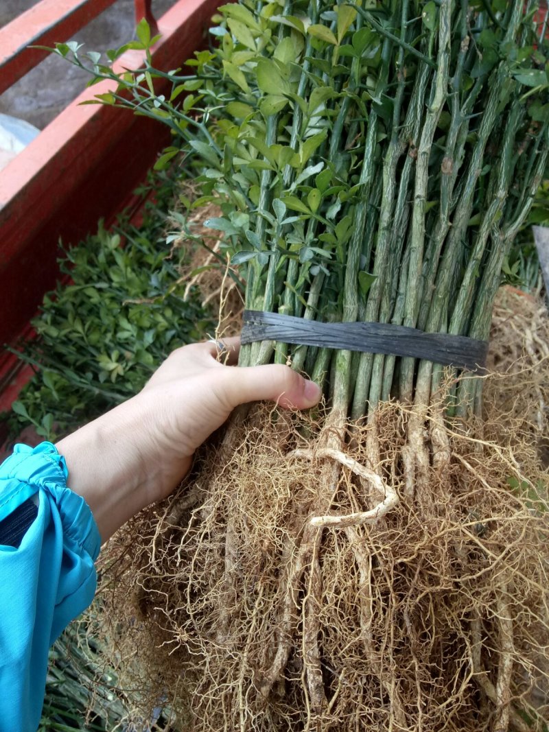 积壳苗地径0.5-以上，枳壳小苗大量批发包邮