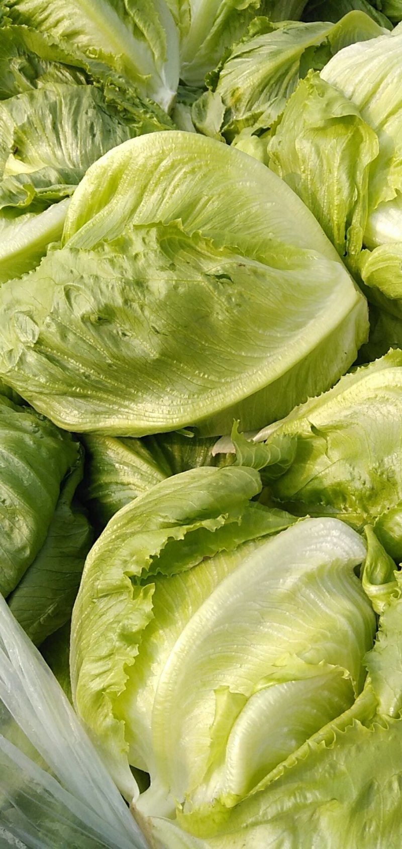 生菜球