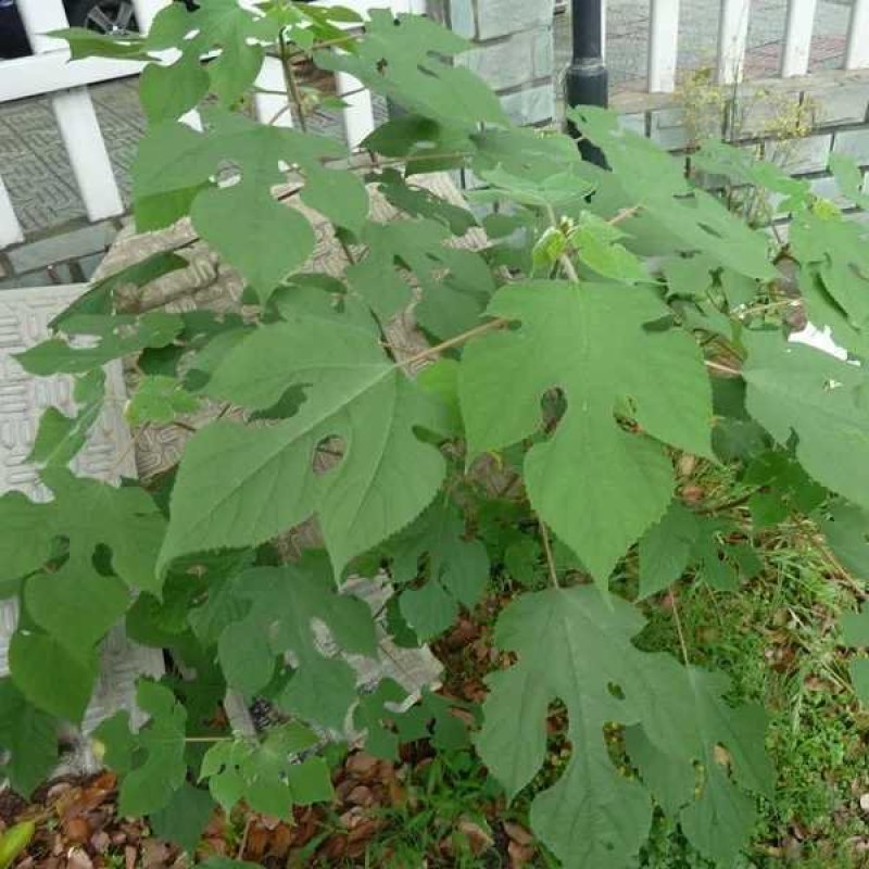 构树苗禇树苗枝行道树木构树小苗绿化造林构树构树叶钩树