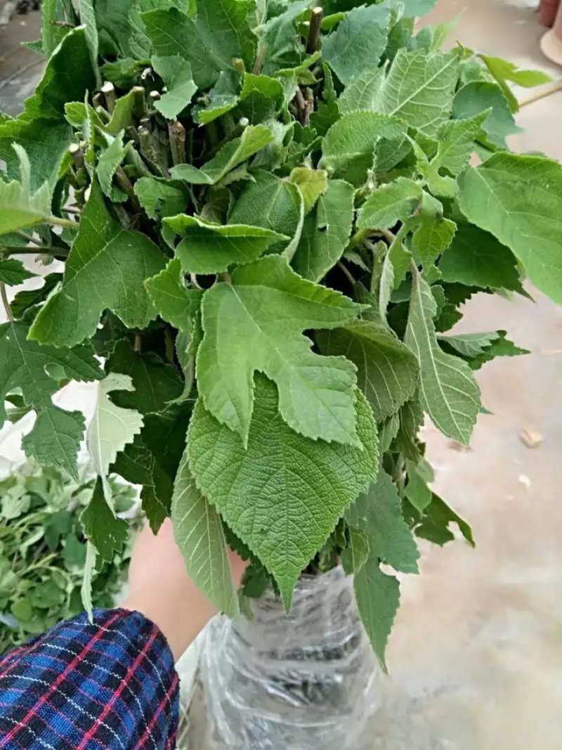 构树苗禇树苗枝行道树木构树小苗绿化造林构树构树叶钩树