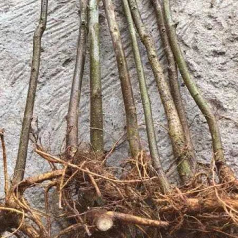 构树苗禇树苗枝行道树木构树小苗绿化造林构树构树叶钩树