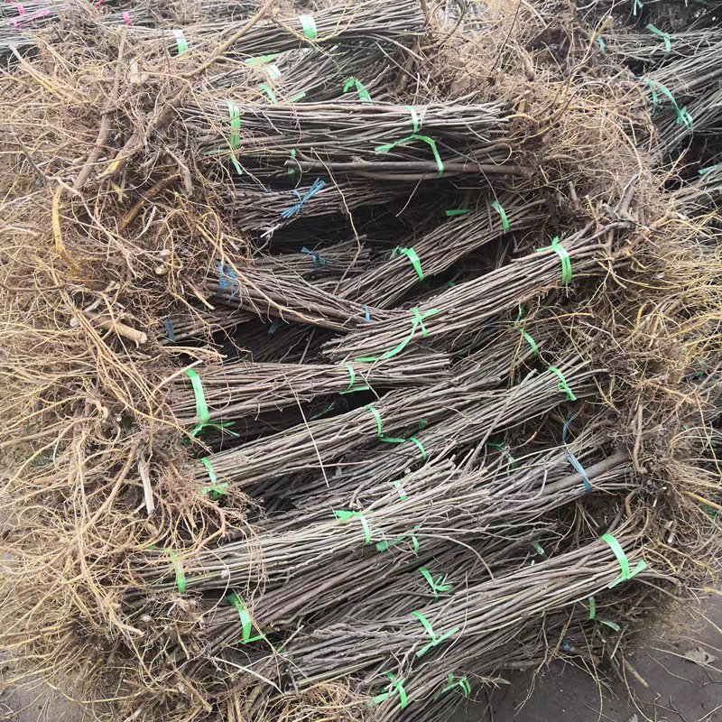 构树苗禇树苗枝行道树木构树小苗绿化造林构树构树叶钩树