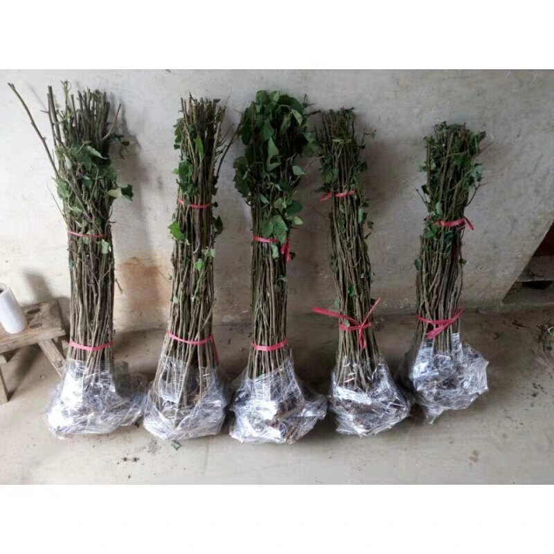 构树苗禇树苗枝行道树木构树小苗绿化造林构树构树叶钩树