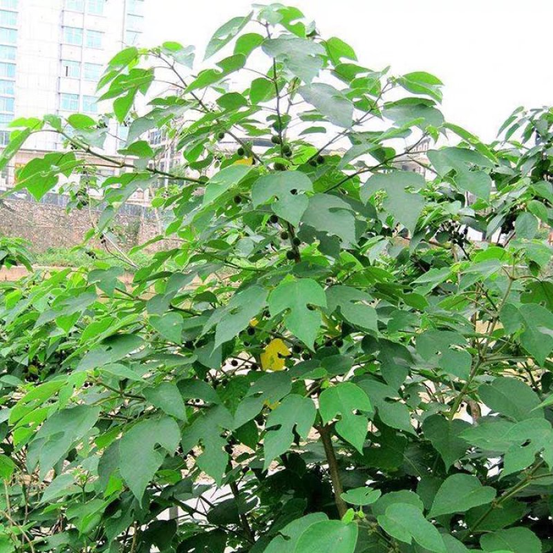构树苗禇树苗枝行道树木构树小苗绿化造林构树构树叶钩树