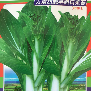 白菜苔种子产量高四季播种