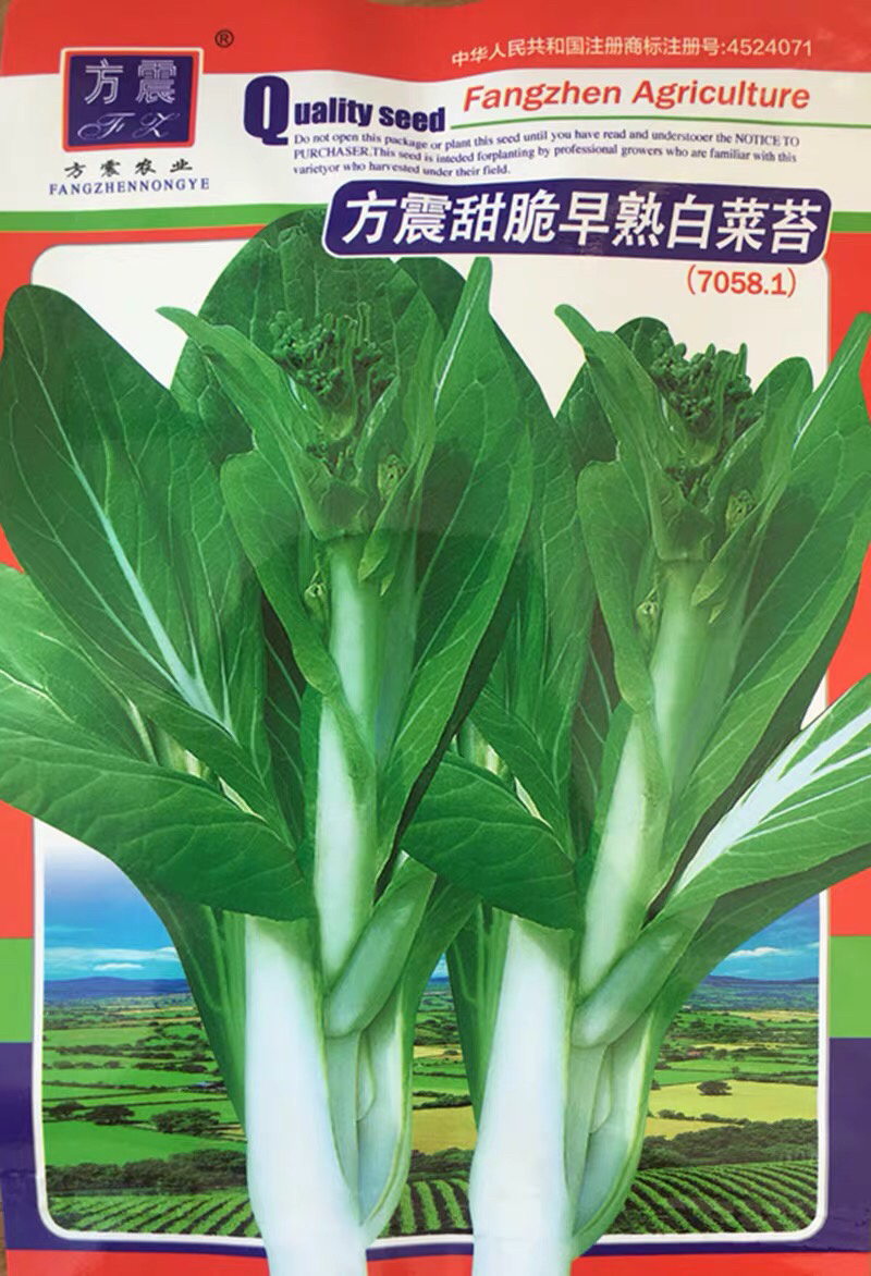 白菜苔种子产量高四季播种