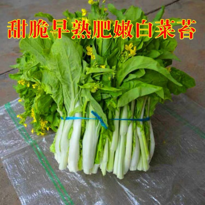 白菜苔种子产量高四季播种