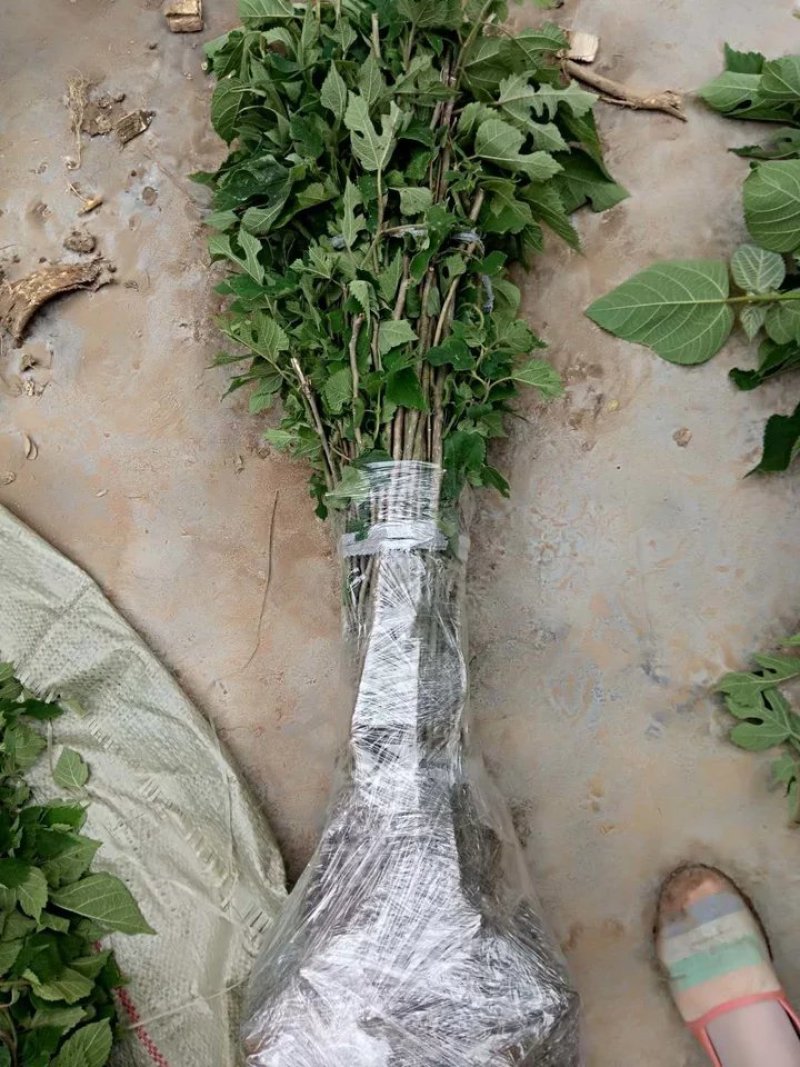 构树构树苗禇树苗枝行道树木构树小苗绿化造林构树构树叶