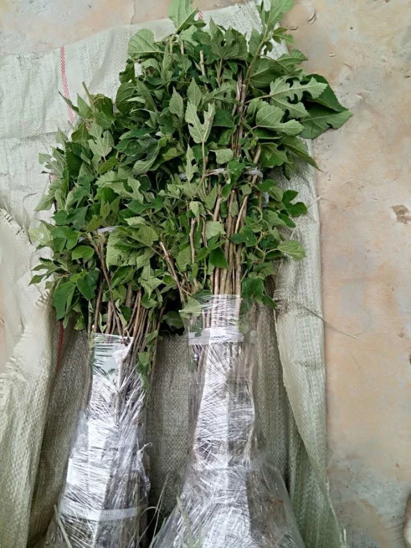 构树构树苗禇树苗枝行道树木构树小苗绿化造林构树构树叶