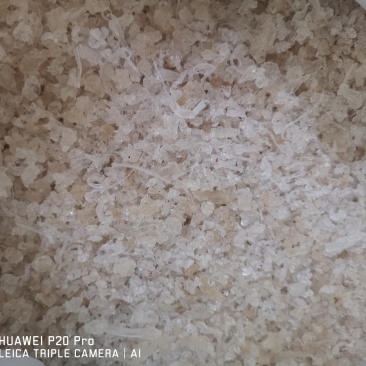 拉丝雪燕