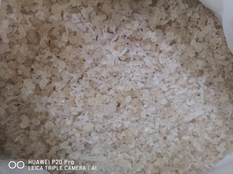 拉丝雪燕