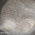 拉丝雪燕