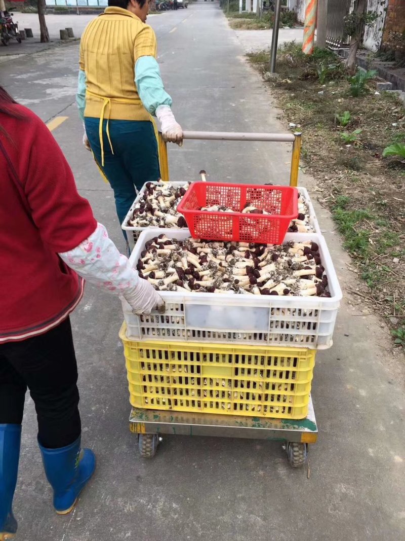 新鲜赤松茸(大球盖菌)