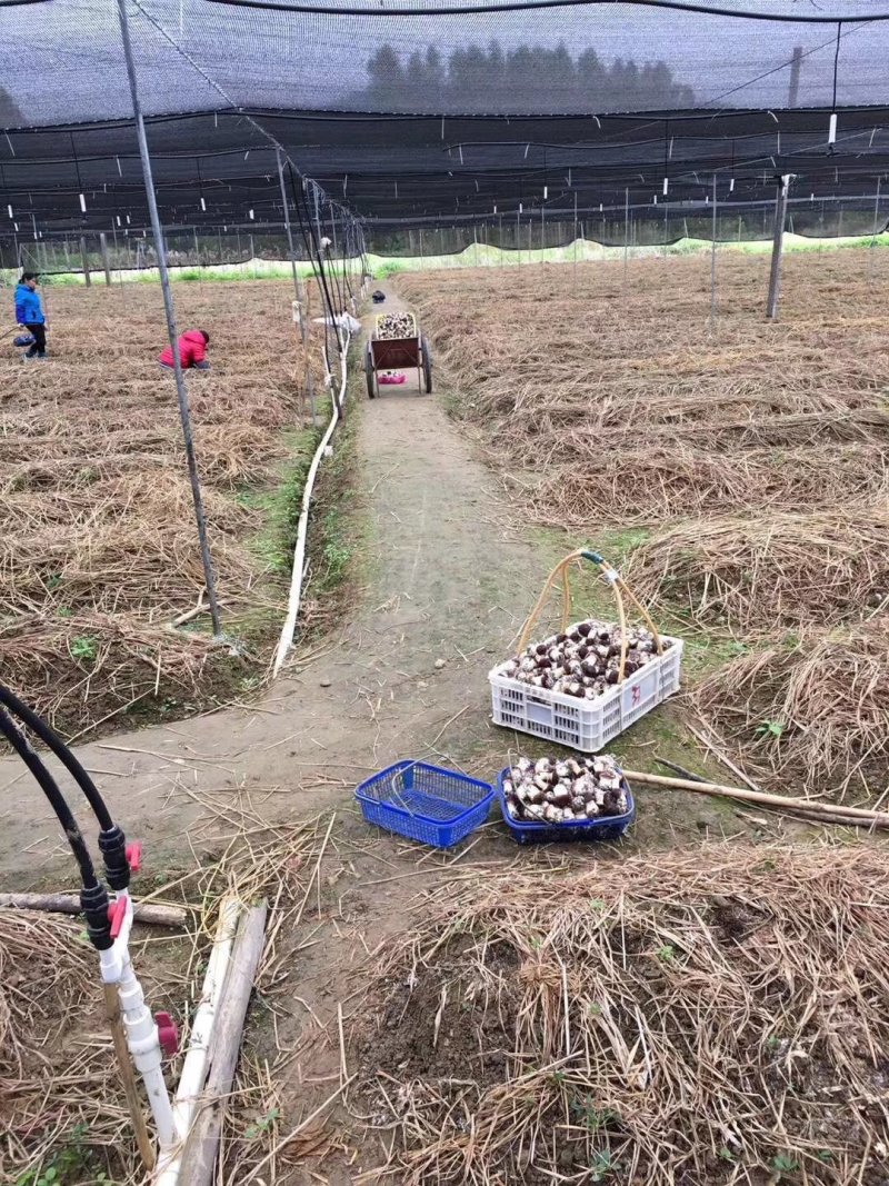 新鲜赤松茸(大球盖菌)
