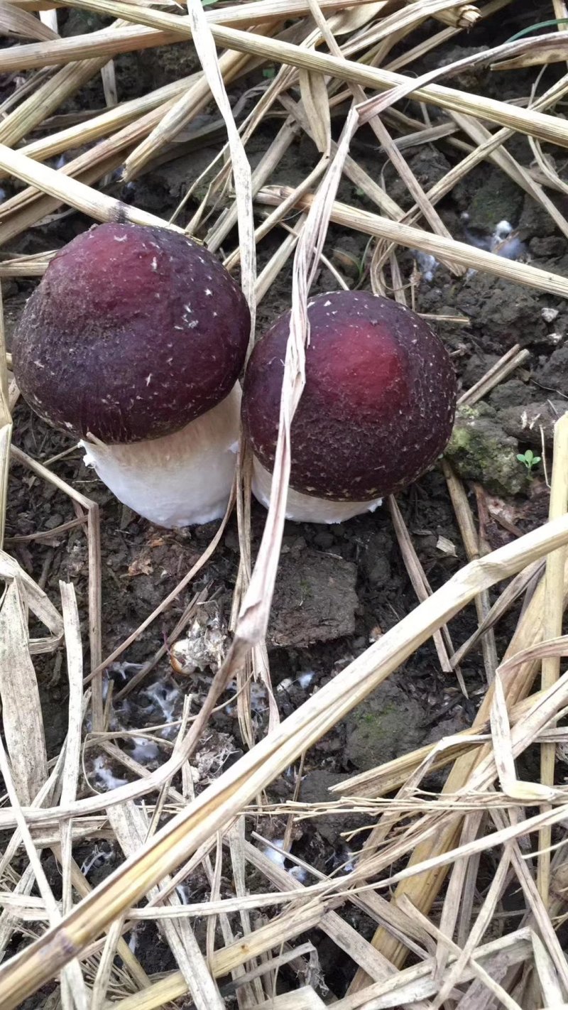 新鲜赤松茸(大球盖菌)