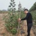 丛生美国红枫树苗