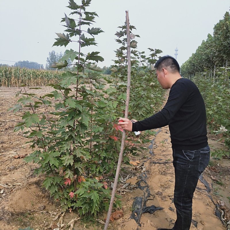 丛生美国红枫树苗
