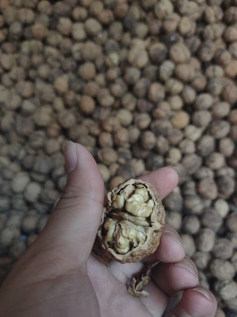 核桃核桃核桃核桃核桃核桃核桃核桃