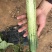 无苦味强磁性节节有瓜座果率高无架春秋地黄瓜种子
