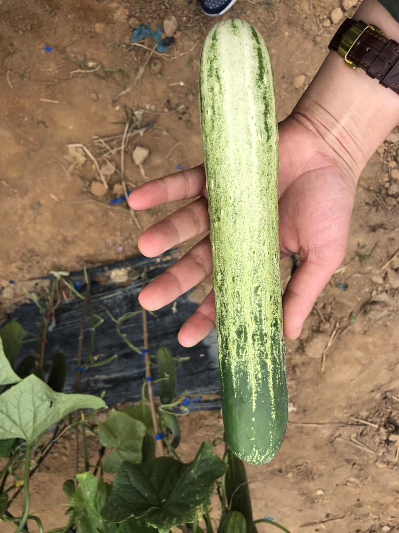 无苦味强磁性节节有瓜座果率高无架春秋地黄瓜种子