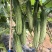 无苦味强磁性节节有瓜座果率高无架春秋地黄瓜种子