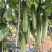 无苦味强磁性节节有瓜座果率高无架春秋地黄瓜种子